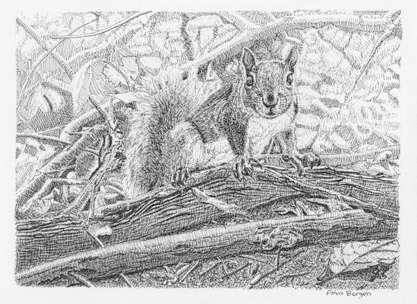 Squirrel on Alert by Abra Bergen, Image 14.
