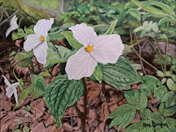 Trillium: Ontario's Provincial Flower by Abra Bergen, Image 26.