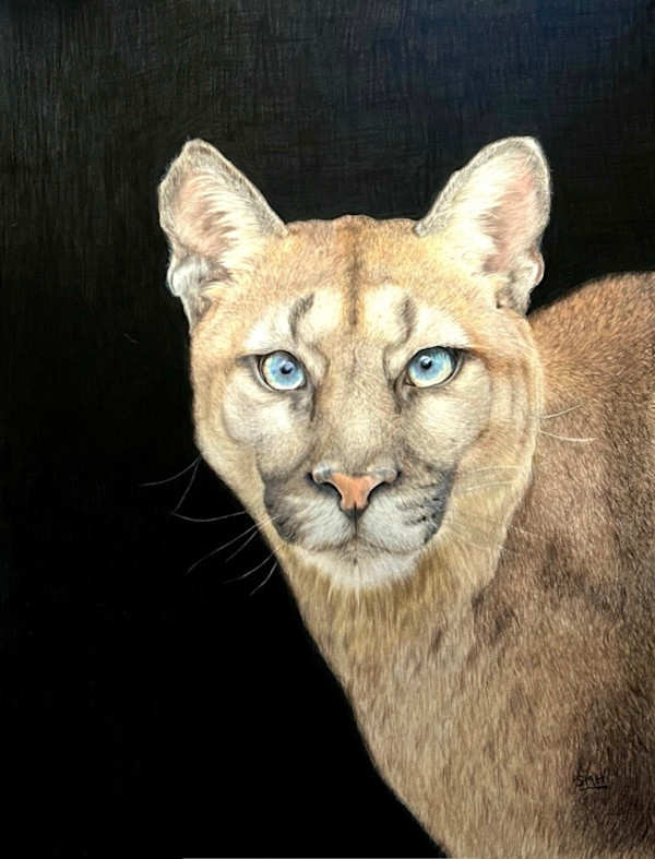 Cougar by Stephanie Henry, Image 1.