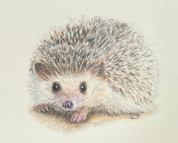 Hedgehog by Stephanie Henry, Image 1.