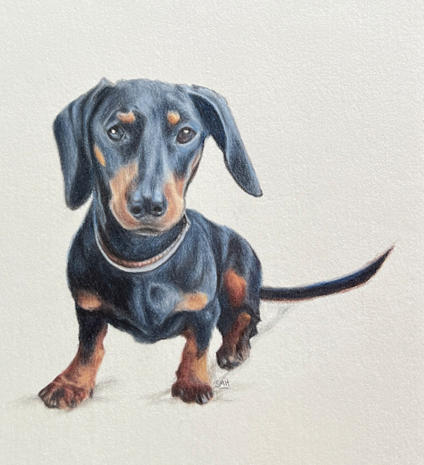 Dachshund by Stephanie Henry