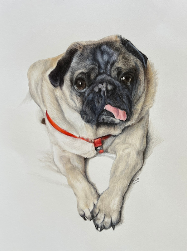Pug by Stephanie Henry