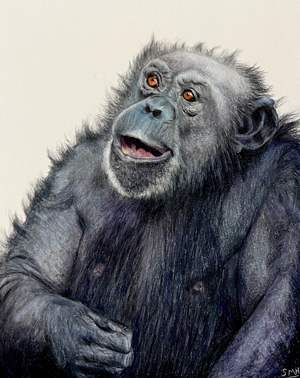 Chimpanzee by Stephanie Henry, Image 1.