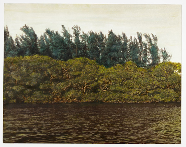 Barrier Islands Drama: The Mangrove and the Pine by Harrison Studio, Image 1.