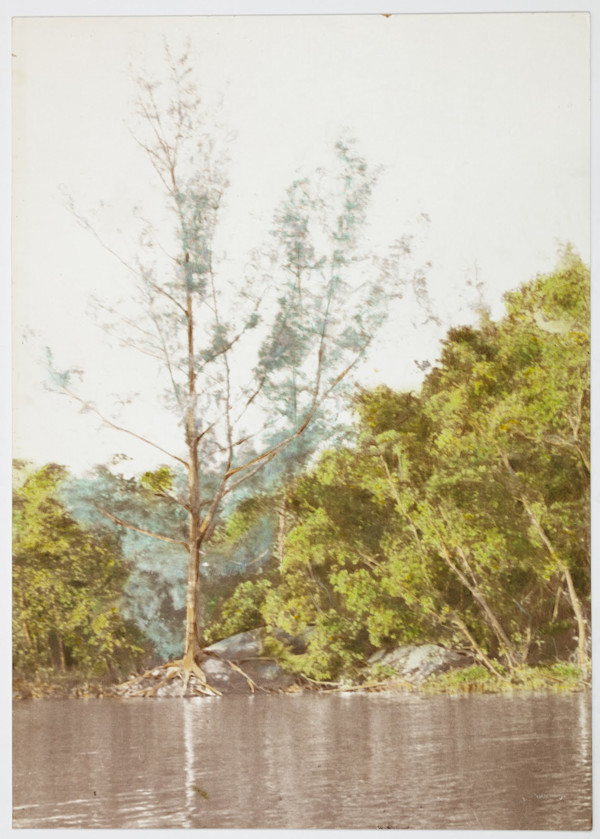 Barrier Islands Drama: The Mangrove and the Pine by Harrison Studio, Image 1.