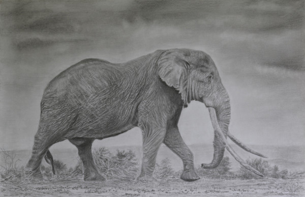 Tusker by Jennifer Winkelman, Image 1.