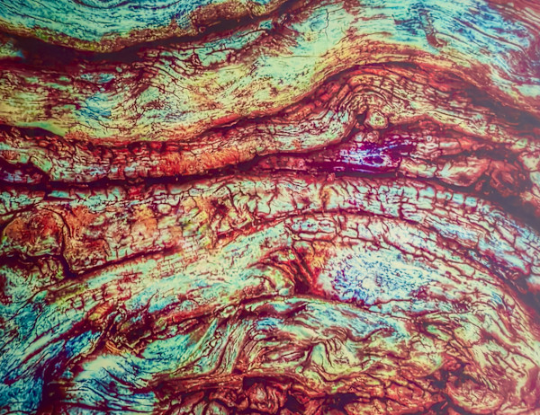 Vibrantly Rooted by Peggy Shepherd, Image 1.