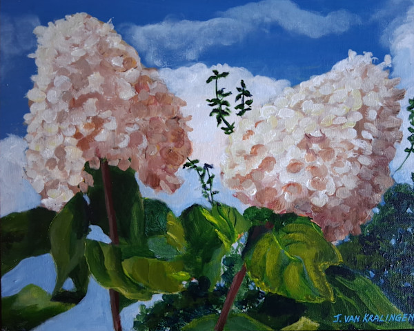 Sunlit Hydrangeas by Joan van Kralingen, Image 1.