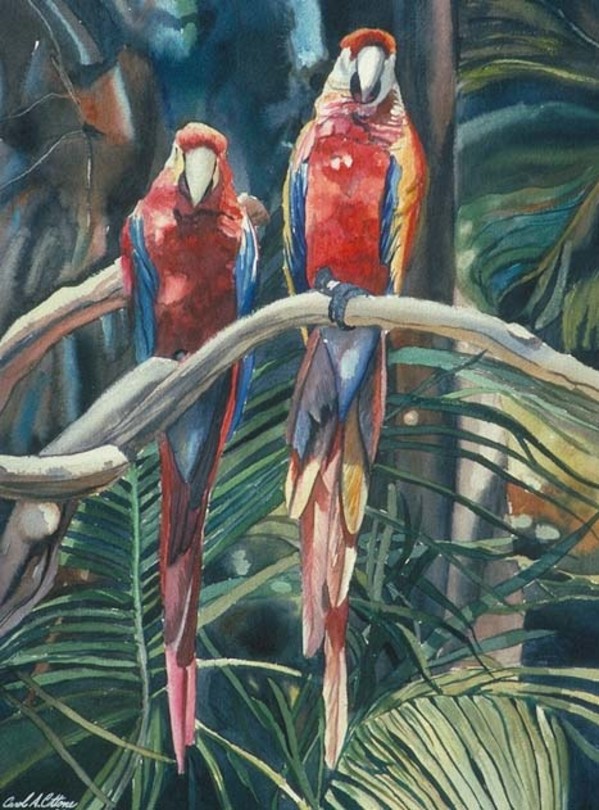 LA Zoo Parrots by Carol Cottone-Kolthoff