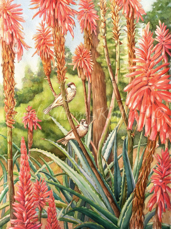 Red Hot Pokers by Carol Cottone-Kolthoff