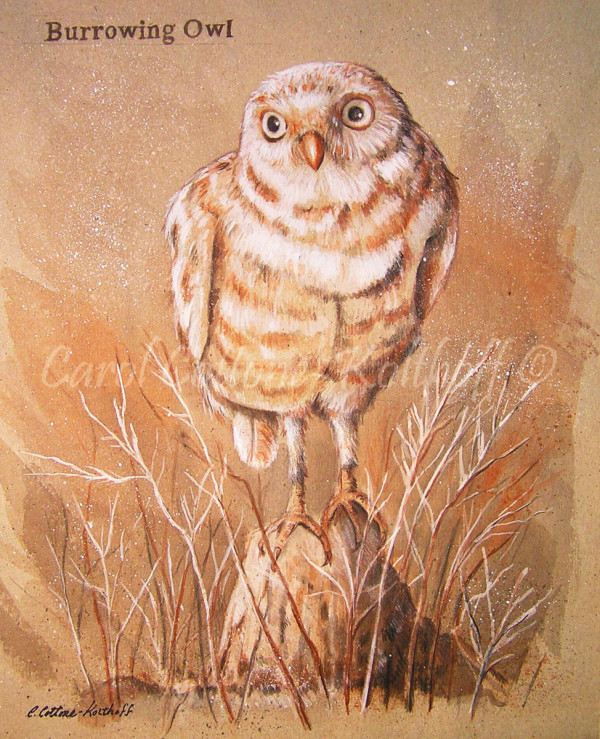 Burrowing Owl by Carol Cottone-Kolthoff