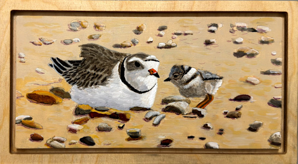 Piping Plovers by Judy Kelly