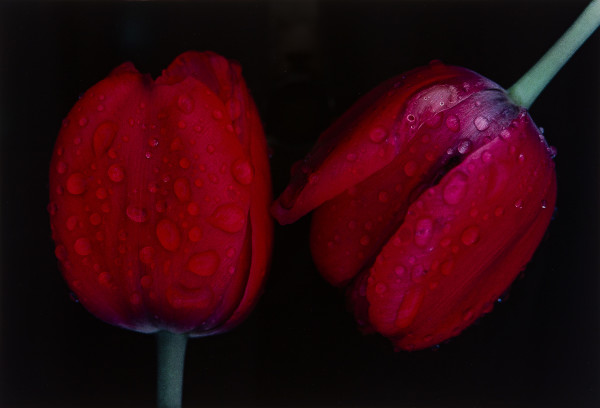 Tulips, Japan by Ernst Haas