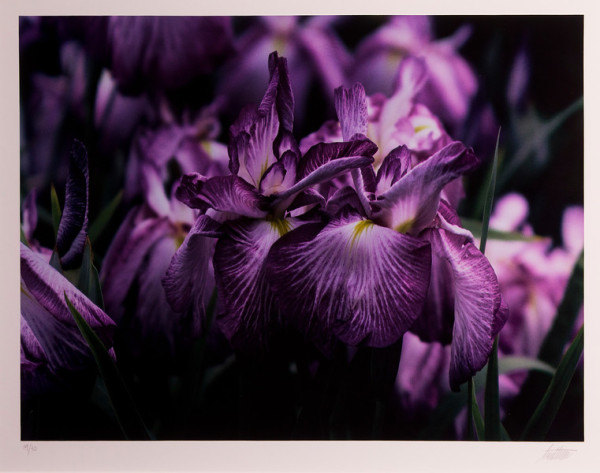Irises, Japan by Ernst Haas