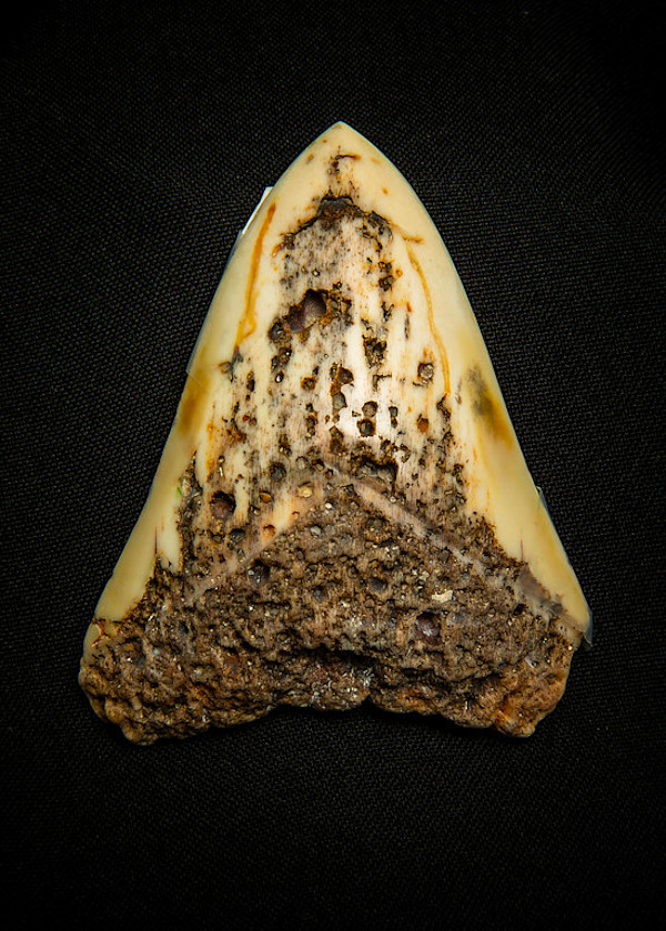 Untitled (Large Megalodon Fossilized Tooth) by Artist Unknown