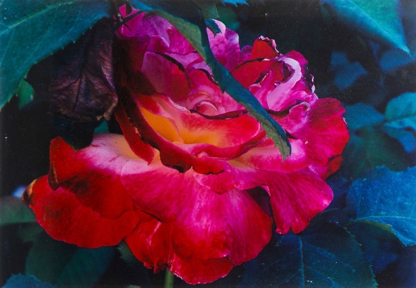 Rose, New York by Ernst Haas