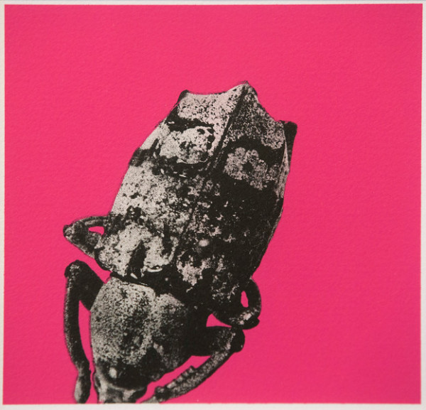 Pink Bug by Barbara Madsen
