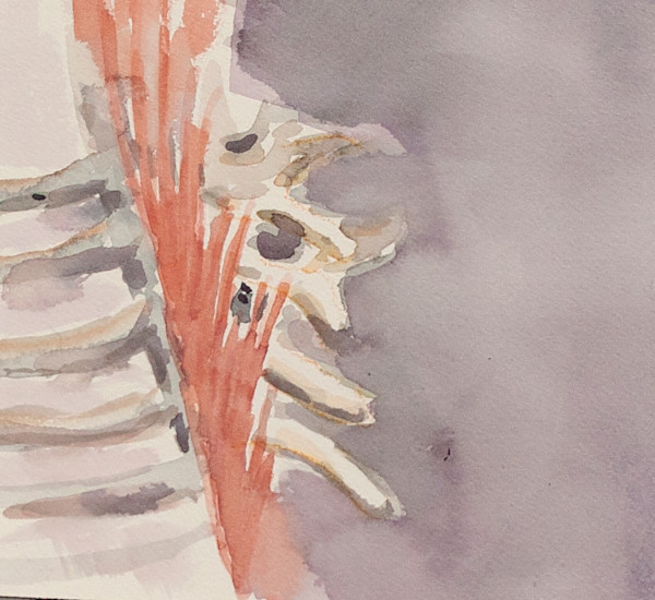 Portrait of Multifidus by Lesley A. Powell , Image 10.