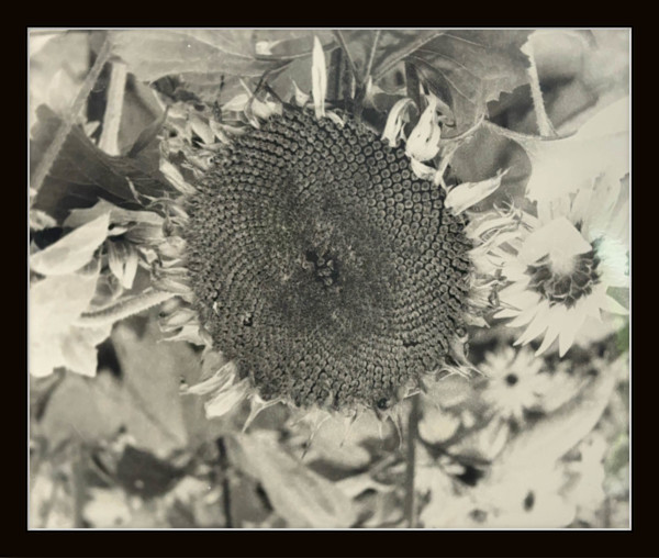 Photography #009 by Shama Shams, Image 1.