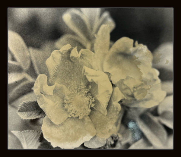 Photography #0021 by Shama Shams, Image 1.