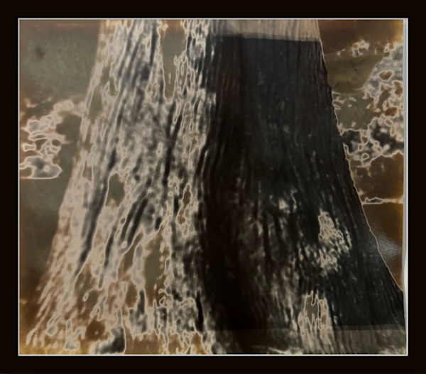 Photography #0019 by Shama Shams, Image 1.