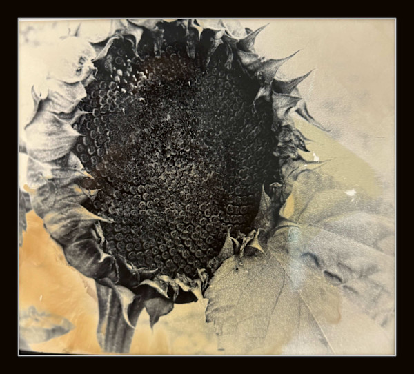 Photography #0016 by Shama Shams, Image 1.