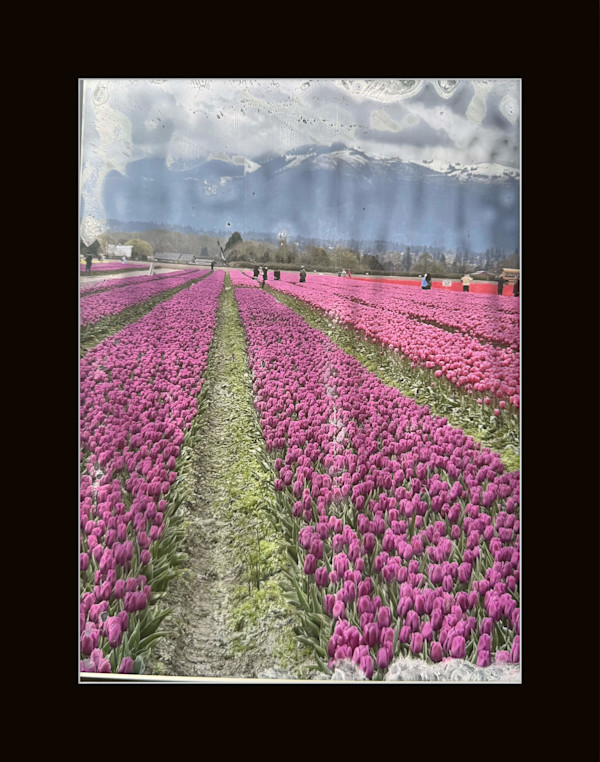 Tulips by Shama Shams, Image 1.