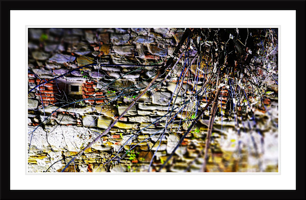 Vines and  Ruined Wall, Castel BOLYAI in Sat BUIA Jud Sibiu 1378 by Adam Soch, Image 1.