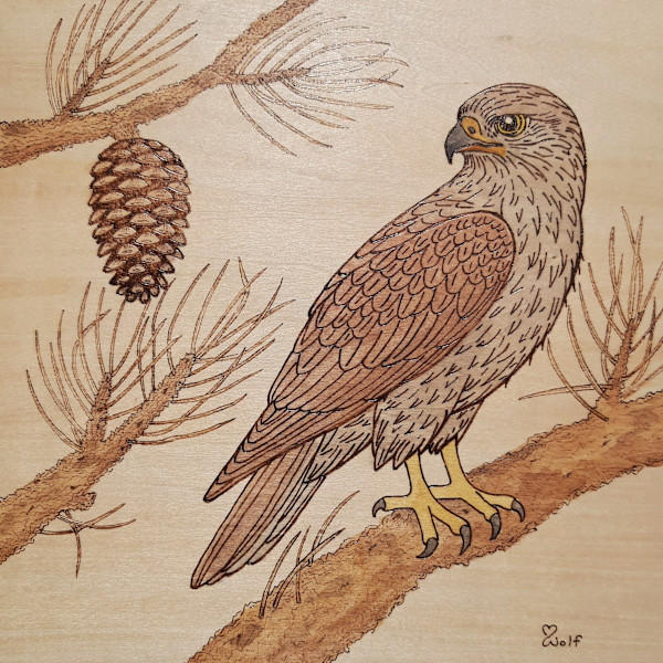 Hawk Hunter by Mara Wolf, Image 1.