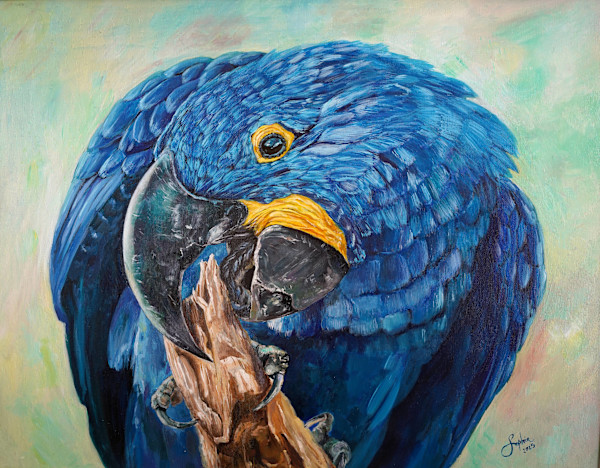 Hyacinth Macaw by Sophia Manning, Image 1.