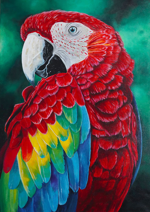 Scarlet Macaw by Sophia Manning, Image 1.