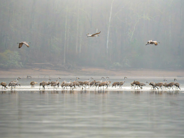 Gathered in the Mist by Cynthia Dewild
