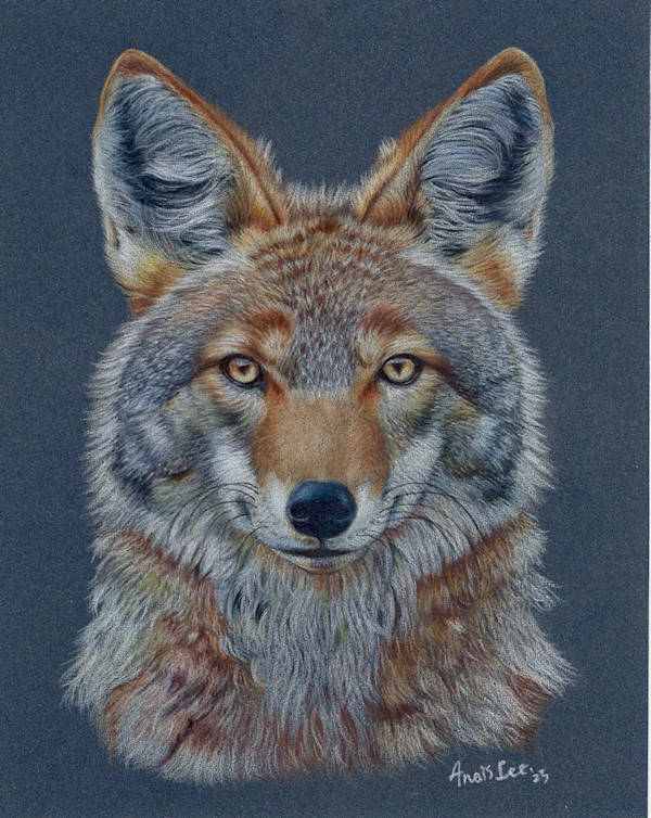 Coyote of the South by Anais Lee, Image 1.