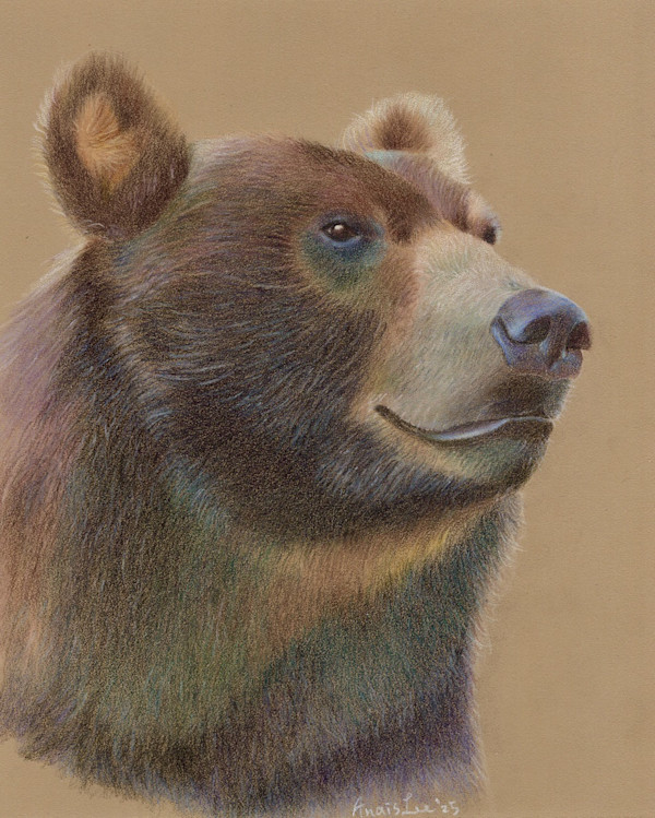 Grizzly Bear of West by Anais Lee, Image 1.