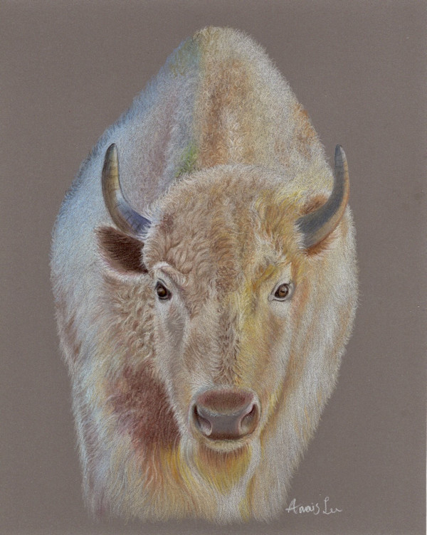 White Bison of North by Anais Lee, Image 1.