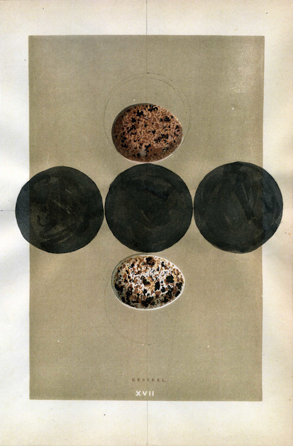 Untitled by Michael Golden, Image 1.