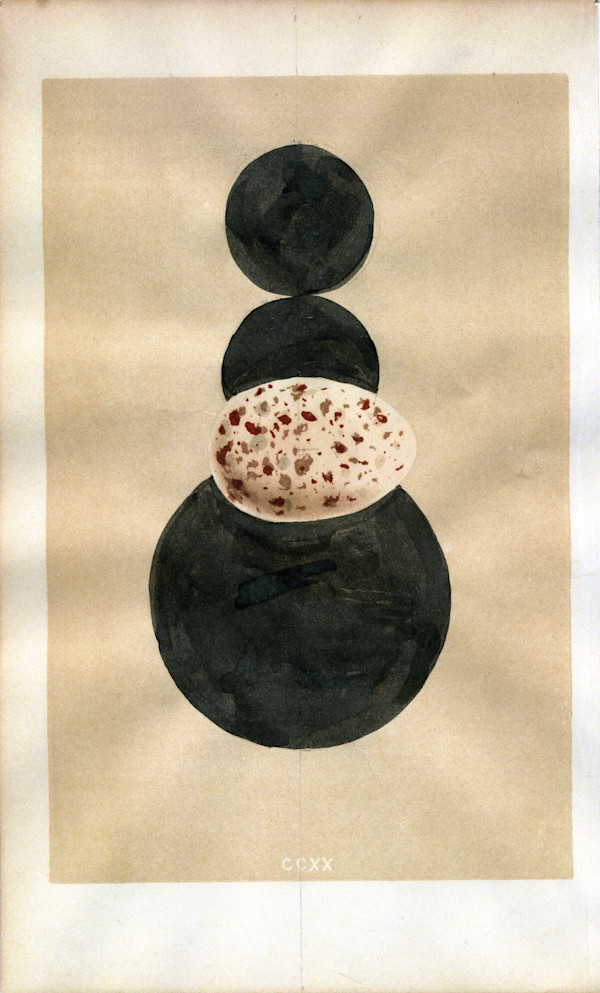 Untitled (egg matrix), by Michael Golden, Image 1.