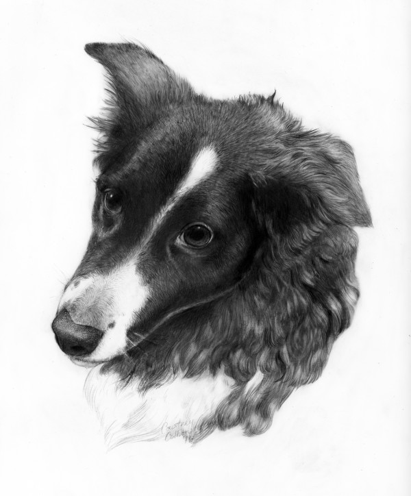 Charlie by Courtney Colbon