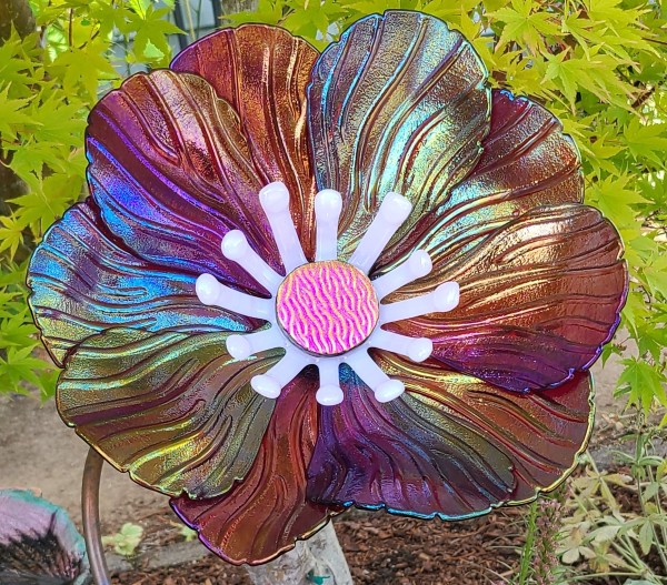 Garden Flower-Red Irid with Pink Stamens and Dichroic Center by Kathy Kollenburn