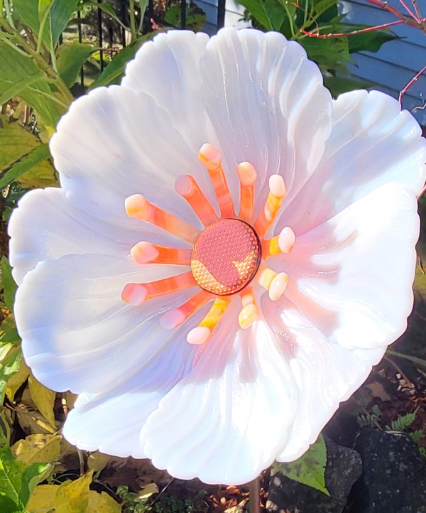 Garden Flower-White Irid with Orange/White Streaky Stamens and Dichroic Center by Kathy Kollenburn