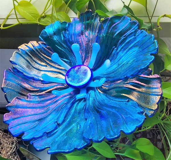 Garden Flower-Turquoise Blue Irid with Blue/White Streaky Stamens and Dichroic Center by Kathy Kollenburn