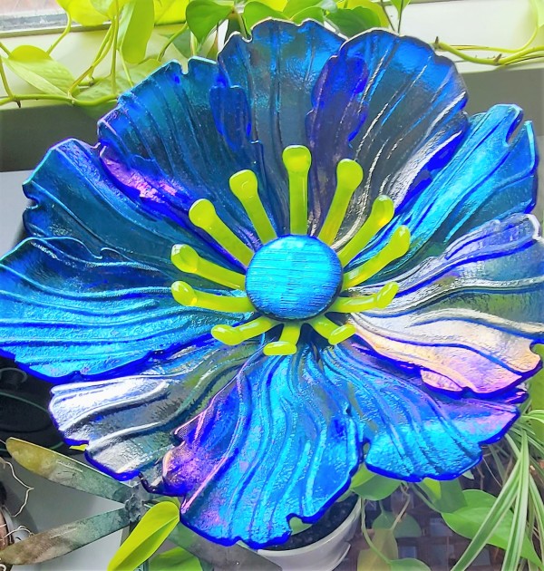 Garden Flower-Blue Irid with Spring Green Stamens and Dichroic Center