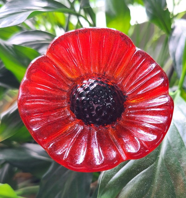 Plant Pick-Red Coneflower by Kathy Kollenburn