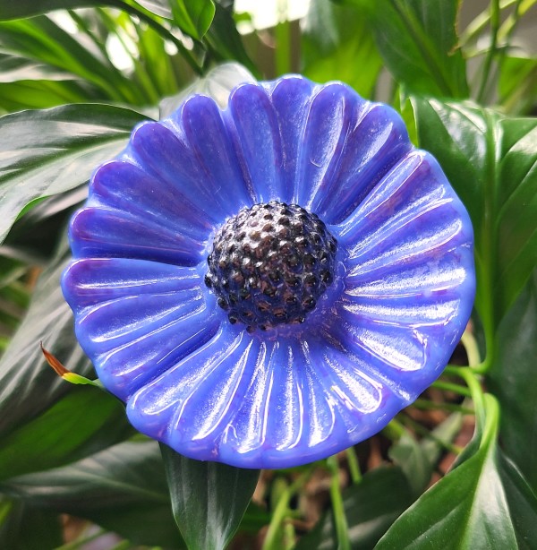 Plant Pick-Purple Coneflower, Small by Kathy Kollenburn