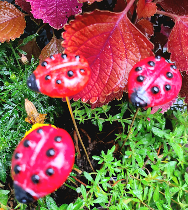Plant Pick-Ladybug by Kathy Kollenburn