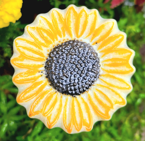 Plant Pick-Vanilla Sunflower by Kathy Kollenburn