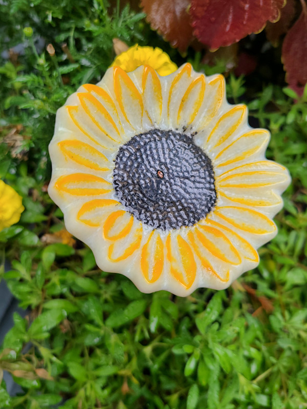 Plant Pick-Vanilla Sunflower by Kathy Kollenburn
