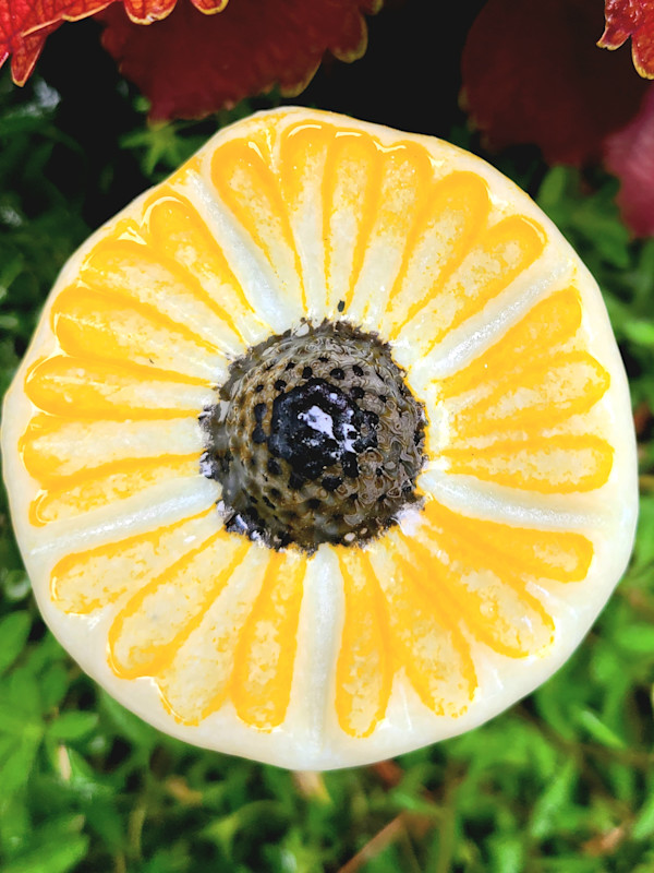 Plant Pick-Vanilla Coneflower by Kathy Kollenburn