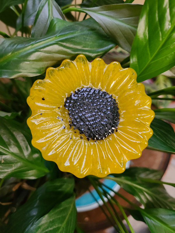 Plant Pick-Golden Sunflower by Kathy Kollenburn