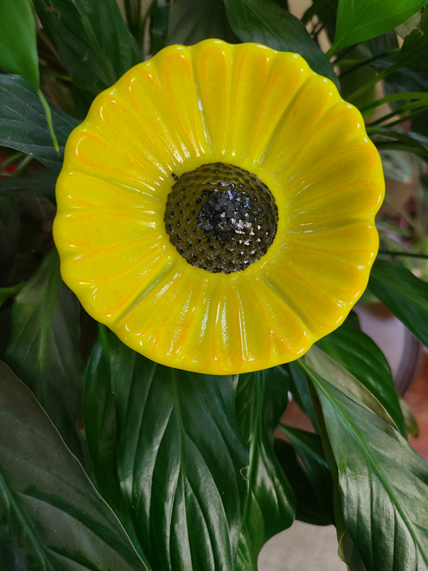 Plant Pick-Yellow Coneflower by Kathy Kollenburn